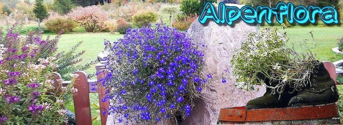 Logo Alpenflora