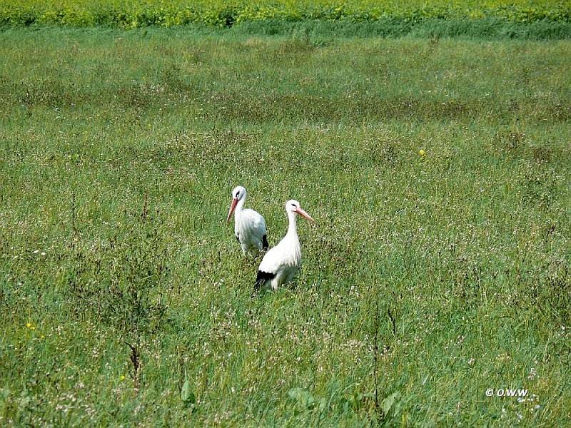 Storchenpaar
