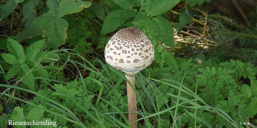 Riesenschirmling