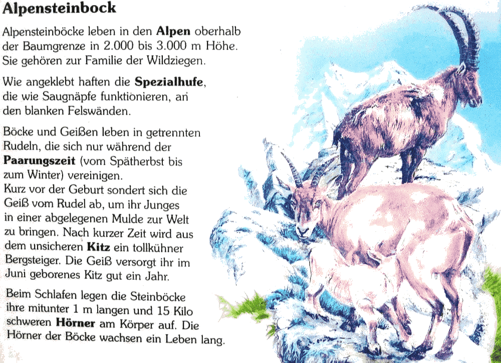 Alpensteinbock