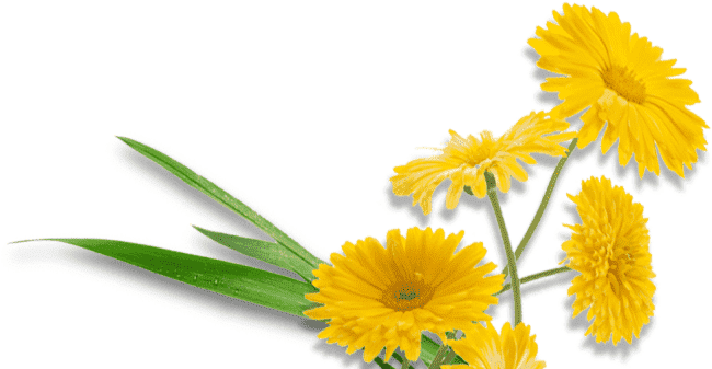 Blumen Botanischer Garten