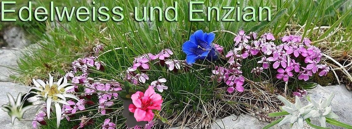 Logo Edelweiss und Enzian