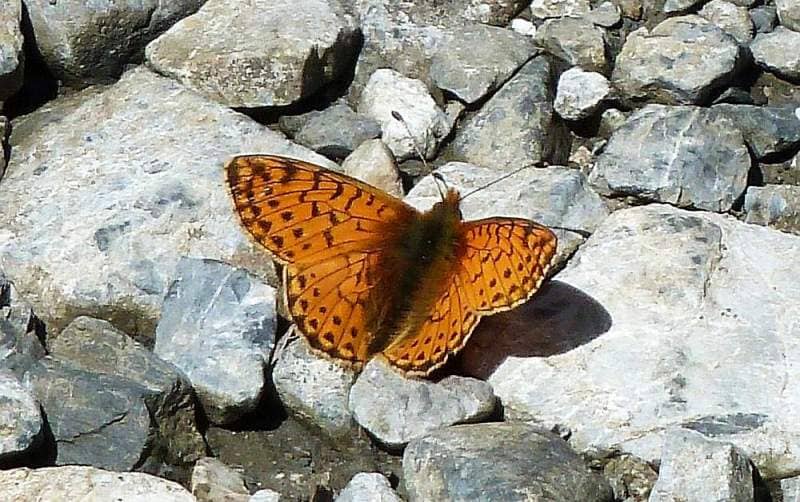 Schmetterling an der Isar